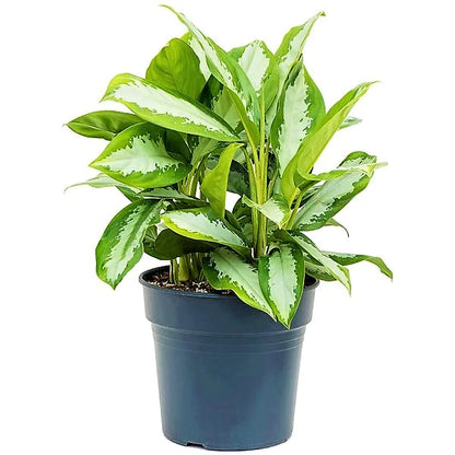 Aglaonema Pattaya Beauty