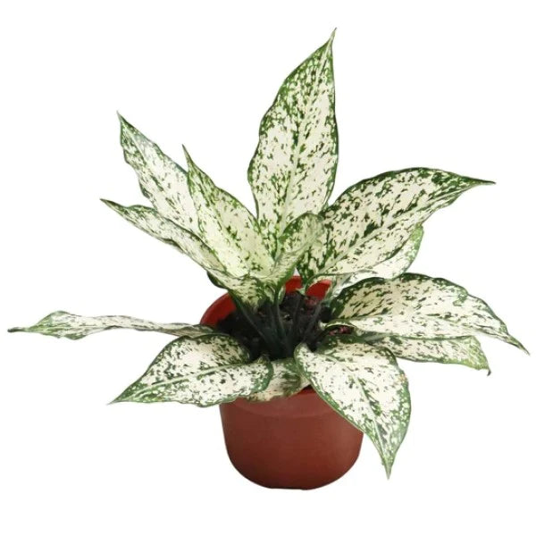 Aglaonema Spring Snow