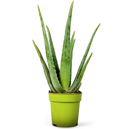 Aloe Vera, Medicina Aloe, Savila, Outdoor