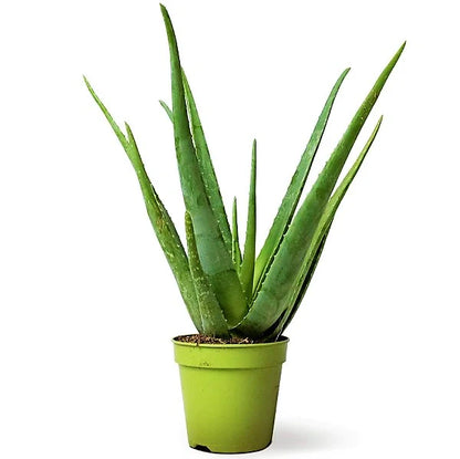 Aloe Vera, Medicina Aloe, Savila, Outdoor