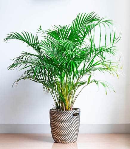 Areca Palm Indoor (Chrysalidocarpus Lutescens)