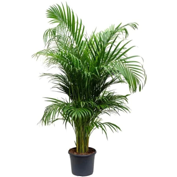 Areca Palm Outdoor (Chrysalidocarpus Lutescens)