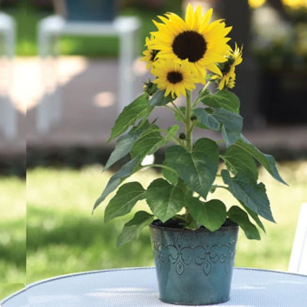 Ornamental Sunflower, Helianthus Annuus