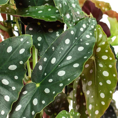 Polka Dot begonia, Begonia Maculata