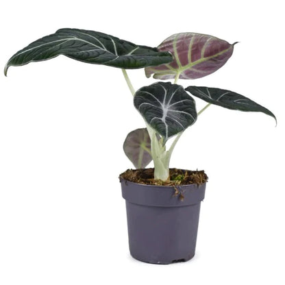 Alocasia Black Velvet Dwarf