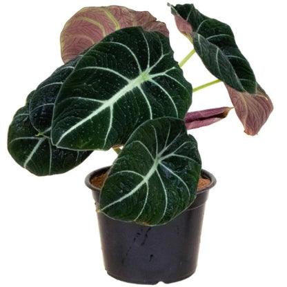 Alocasia Black Velvet Dwarf