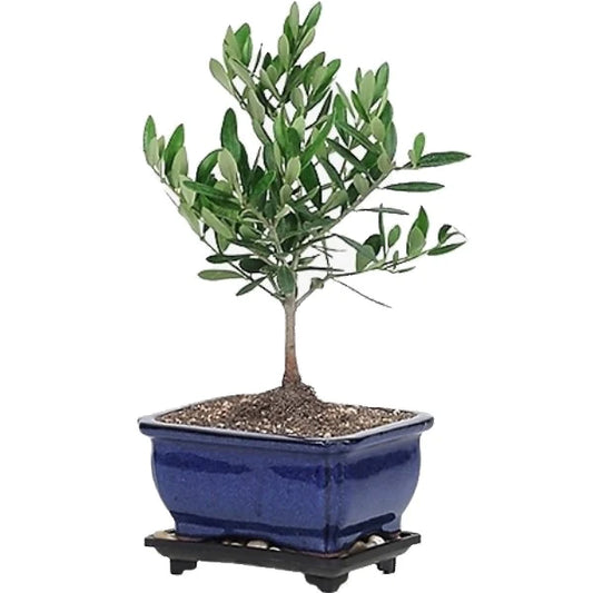 Olive Dwarf Indoor - Olive Bonsai