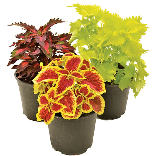 Coleus Mix per piece (small)