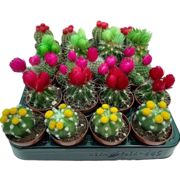 Ornamental Cactus Small