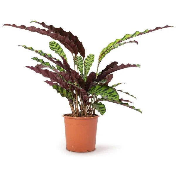 Calathea Lancifolia, Rattlesnake Plant