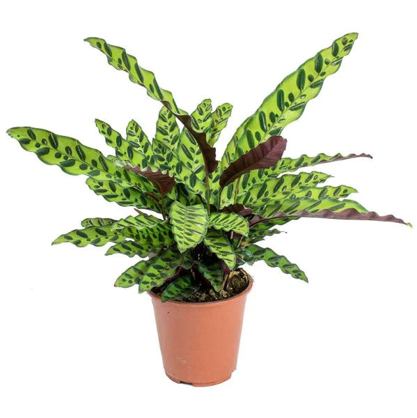 Calathea Lancifolia, Rattlesnake Plant