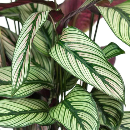 Calathea White Star, Majestic Calathea