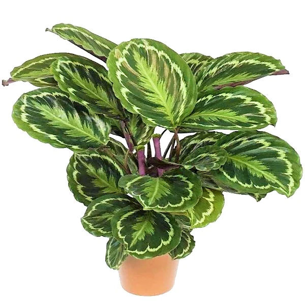 Calathea Medallion, Peacock Plant