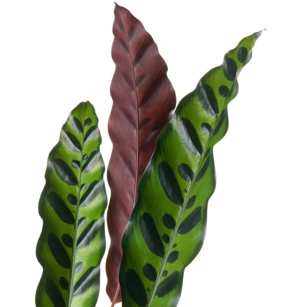 Calathea Lancifolia, Rattlesnake Plant