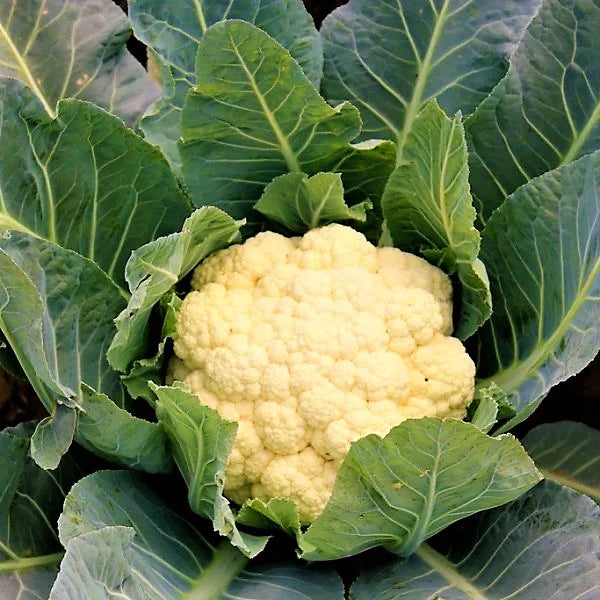 Cauliflower Vegetable Plant