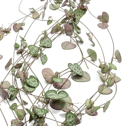 String of Hearts, Ceropegia Woodii