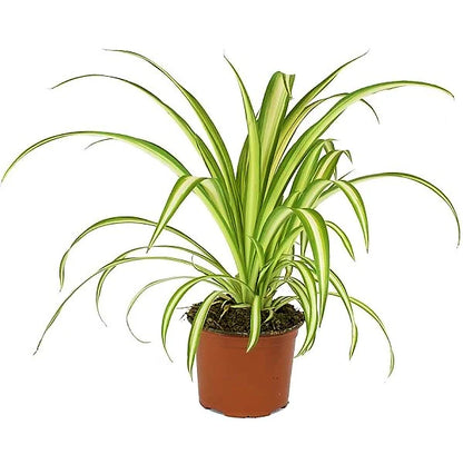 Spider Plant, Chlorophytum comosum, Variegatum