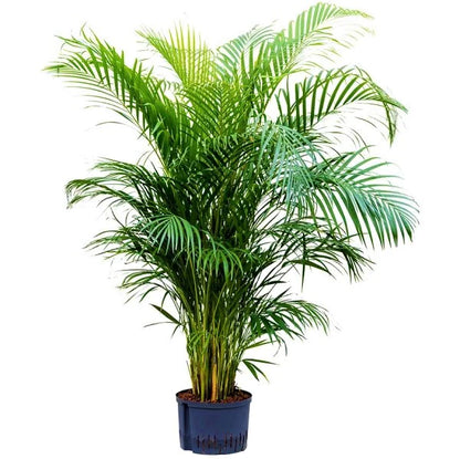 Areca Palm Indoor (Chrysalidocarpus Lutescens)