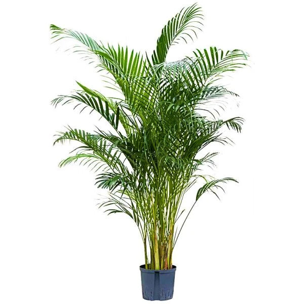 Areca Palm Indoor (Chrysalidocarpus Lutescens)