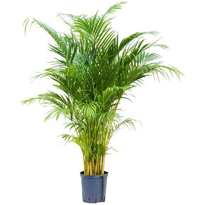 Areca Palm Indoor (Chrysalidocarpus Lutescens)