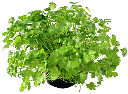 Coriander Plant, Chinese Parsley, Dhania