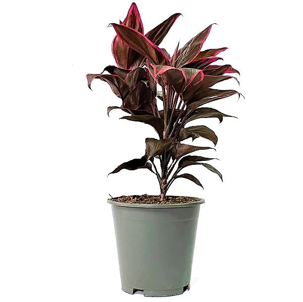 Cordyline Fruticosa Mambo, Hawaiian Ti Plant, Good luck plant