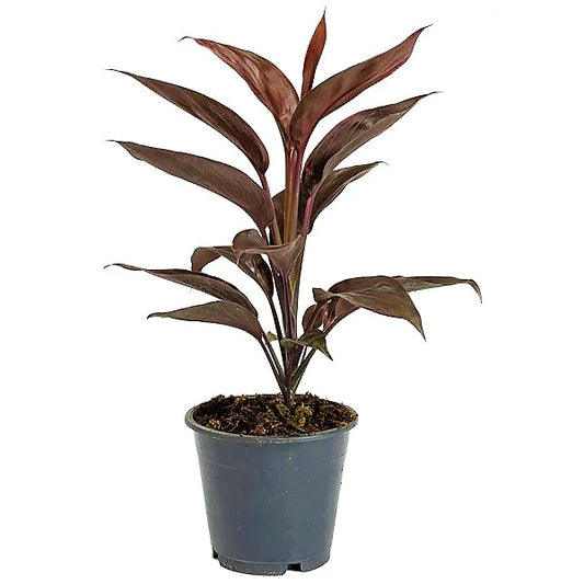 Cordyline Fruticosa Mambo, Hawaiian Ti Plant, Good luck plant