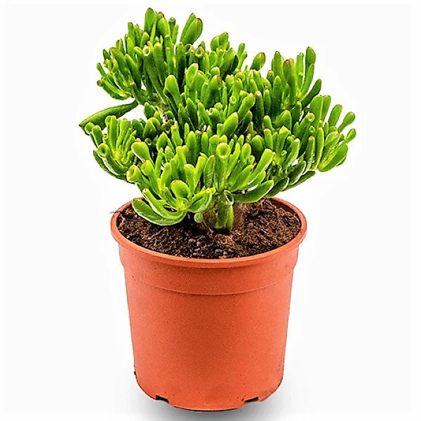 Crassula Ovata, Hobbit