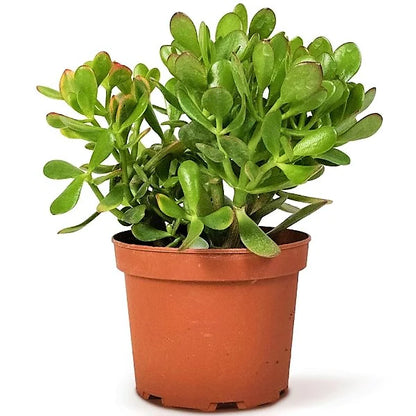 Money Tree, Crassula ovata, Dollar Plant, Jade Plant, Jade Tree