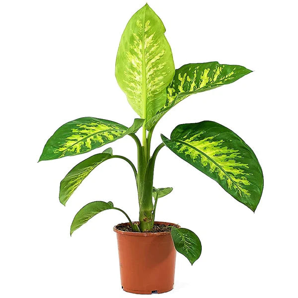 Dieffenbachia Seguine, Tropic Snow