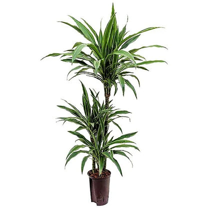 Dracaena deremensis Warneckei Dracena