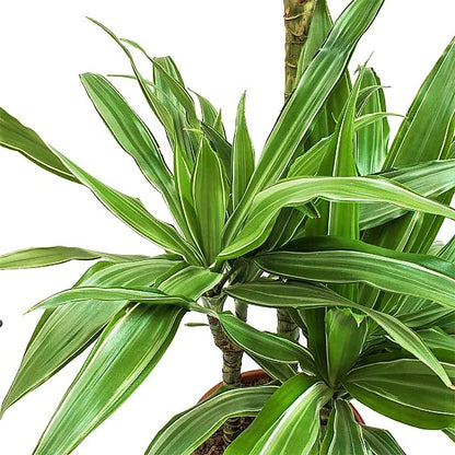 Dracaena deremensis Warneckei Dracena