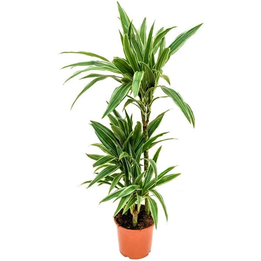 Dracaena deremensis Warneckei Dracena