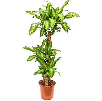 Dracaena Fragrans, Massangeana