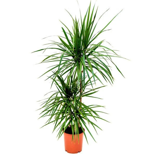 Dracaena Marginata