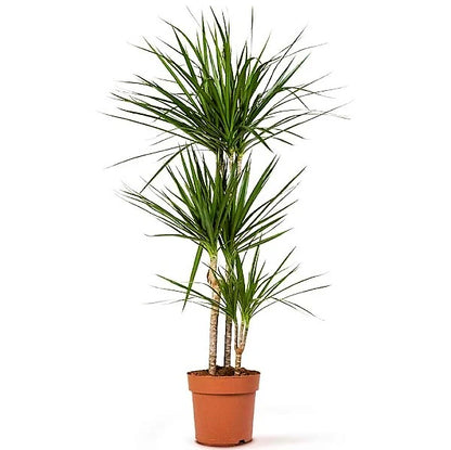 Dracaena Marginata