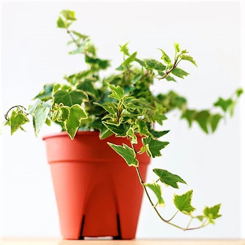 Hedera variegata, Variegated English Ivy