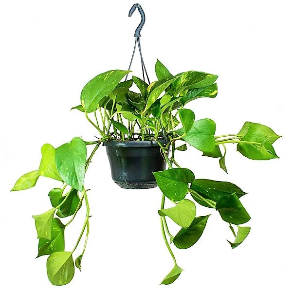 Money Plant, Epipremnum Aureum, Hanging