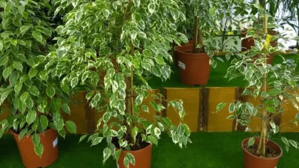 Ficus benjamina variegata, Variegated Weeping Fig