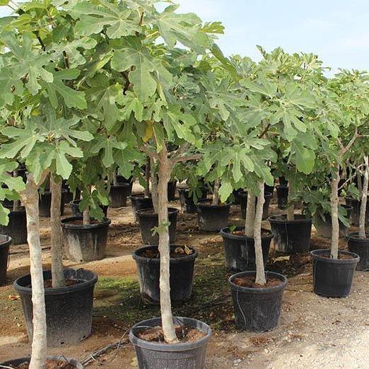 Fig Tree, Ficus Carica