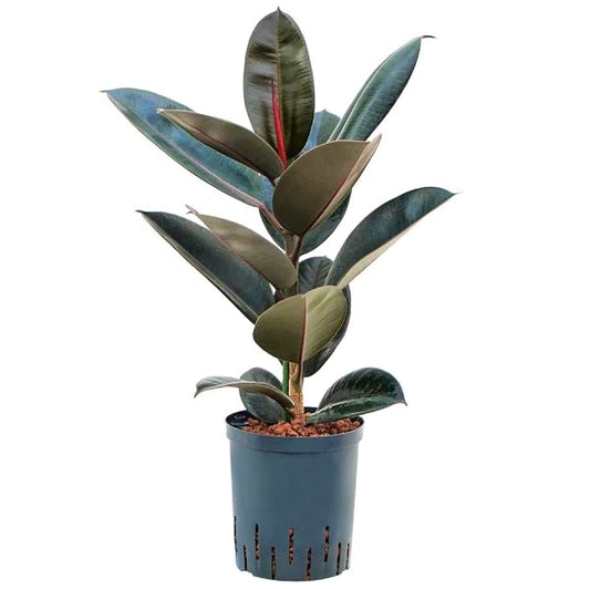 Ficus elastic Abidjan, Rubber Plant