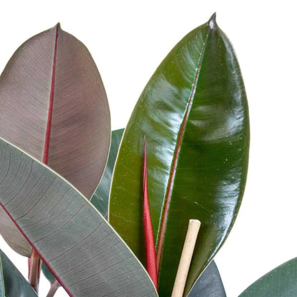 Ficus elastic Abidjan, Rubber Plant