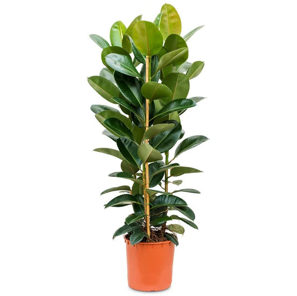 Ficus elastic Abidjan, Rubber Plant