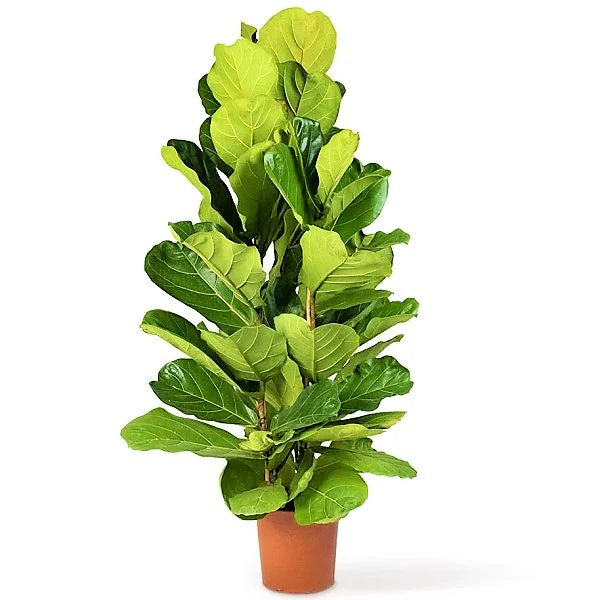 Ficus Lyrata, Fiddle Leaf Fig