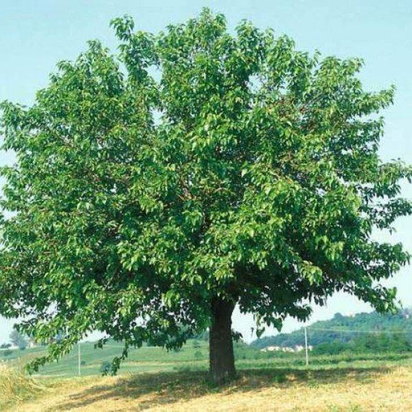 Mulberry Tree, Morus Alba