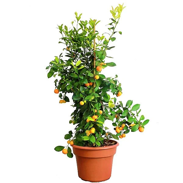 Citrus Microcarpa, Calamansi Citrus