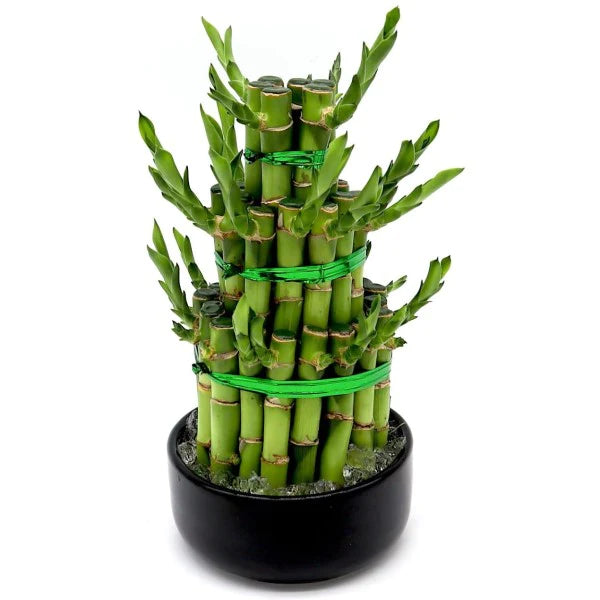 Lucky Bamboo Steps, Dracaena Sanderiana