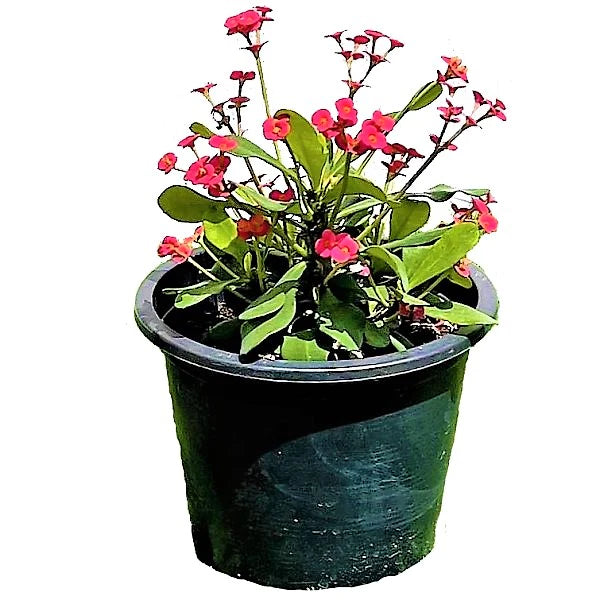 Euphorbia Milii, Crown Of Thorns