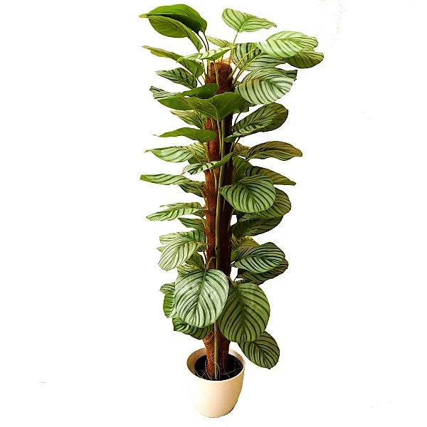 Calathea Orbifolia