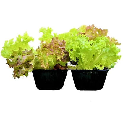 Lettuce, Lactuca Sativa